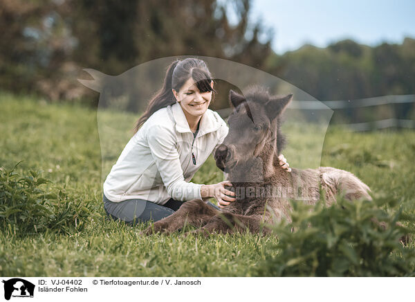Islnder Fohlen / Icelandic horse foal / VJ-04402