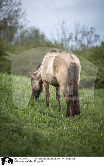 Islnder auf der Koppel / Icelandic horse in the meadow / VJ-04407
