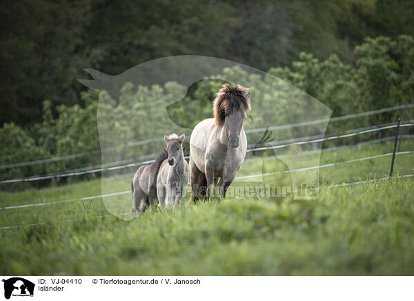 Islnder / Icelandic horses / VJ-04410