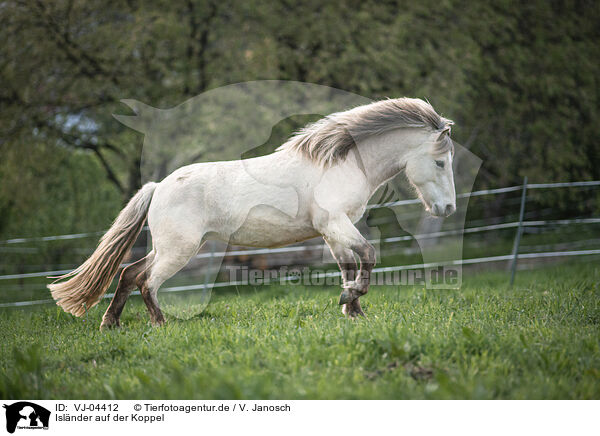 Islnder auf der Koppel / Icelandic horse in the meadow / VJ-04412