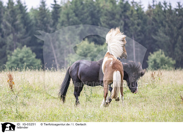 Islnder / Icelandic horses / IG-03251