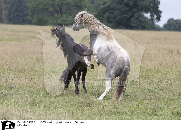 Islnder / Icelandic horses / IG-03252