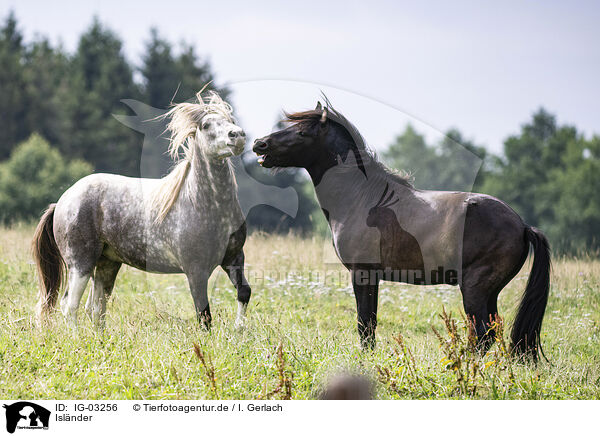 Islnder / Icelandic horses / IG-03256