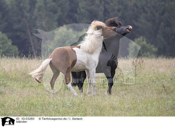 Islnder / Icelandic horses / IG-03260