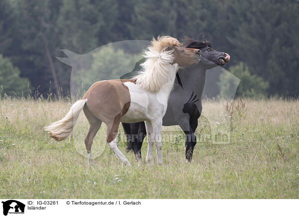 Islnder / Icelandic horses / IG-03261