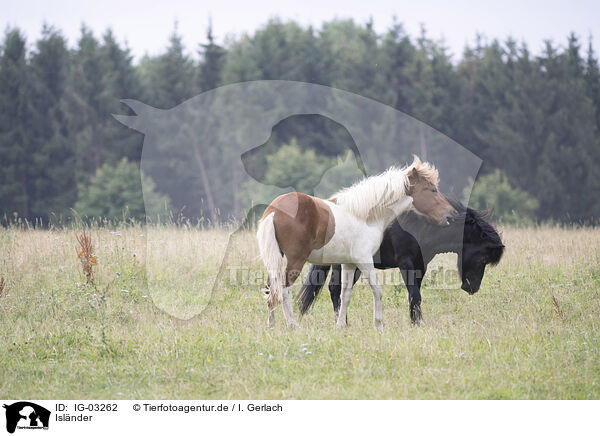 Islnder / Icelandic horses / IG-03262