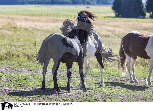 Islnder / Icelandic horses / IG-03276