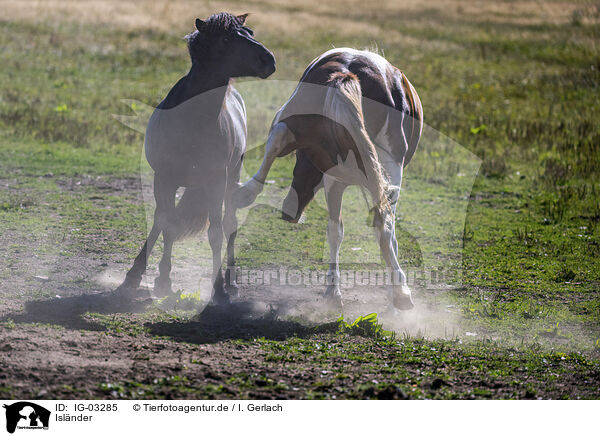 Islnder / Icelandic horses / IG-03285