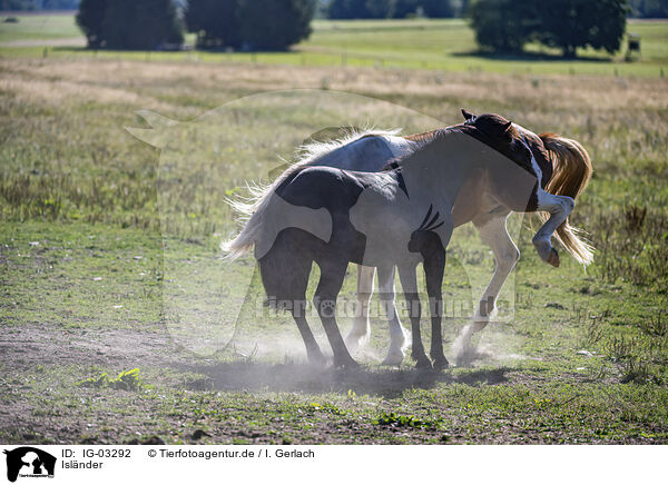 Islnder / Icelandic horses / IG-03292