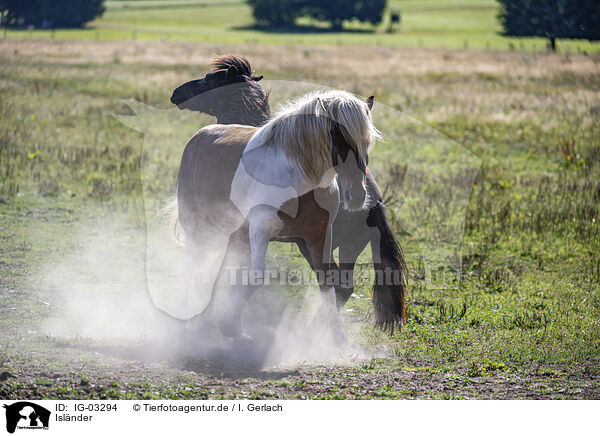 Islnder / Icelandic horses / IG-03294