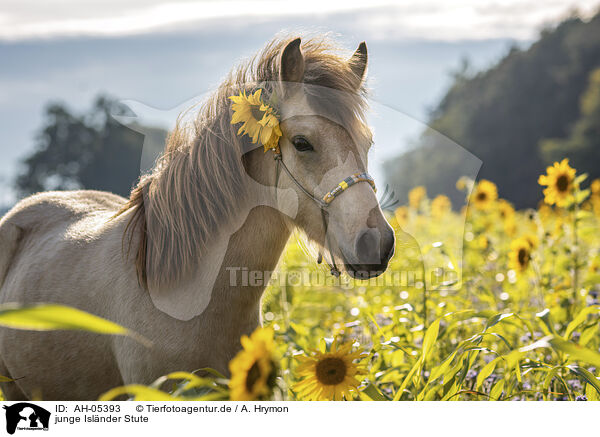 junge Islnder Stute / young Icelandic horse mare / AH-05393