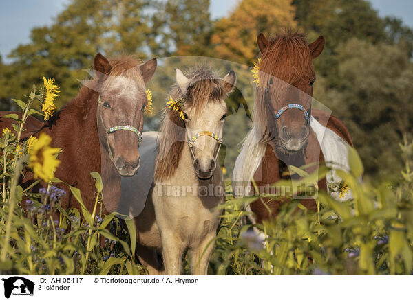 3 Islnder / 3 Icelandic horses / AH-05417