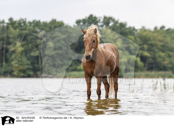 alter Islnder / old Icelandic horse / AH-05426