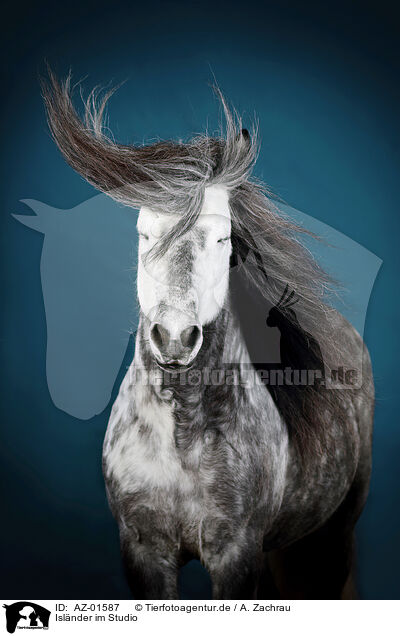 Islnder im Studio / Icelandic horse in studio / AZ-01587