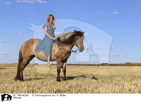 Isl�nder / Icelandic horse / PM-08256