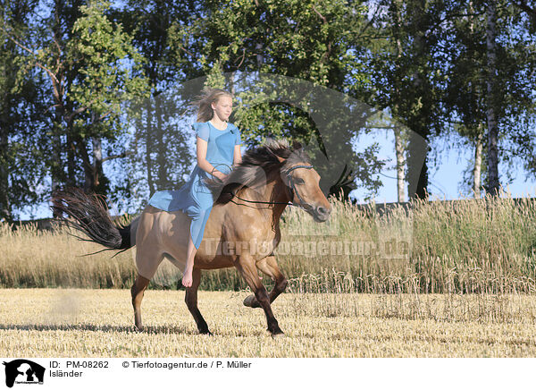 Islnder / Icelandic horse / PM-08262