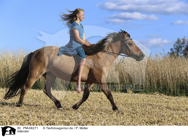 Islnder / Icelandic horse / PM-08271