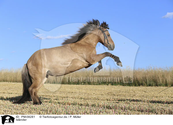 Islnder / Icelandic horse / PM-08281