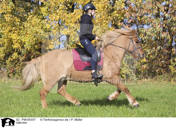 Islnder / Icelandic horse / PM-08357