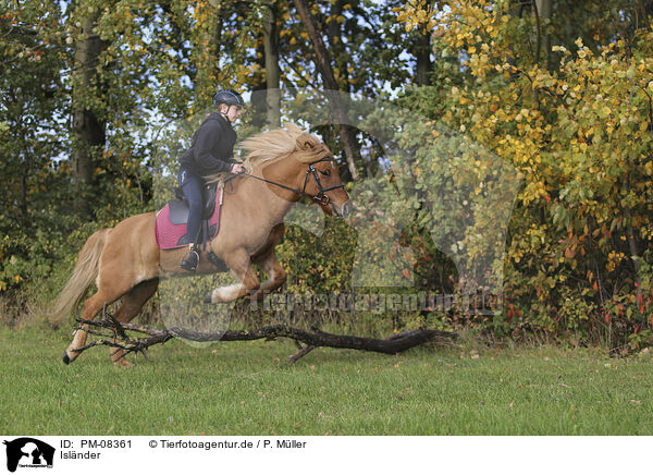 Islnder / Icelandic horse / PM-08361