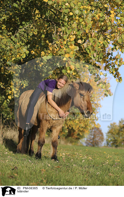 Islnder / Icelandic horse / PM-08365