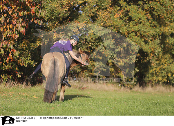 Islnder / Icelandic horse / PM-08368