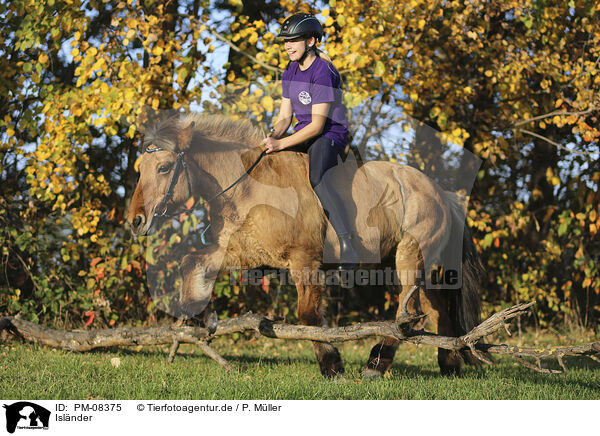 Islnder / Icelandic horse / PM-08375