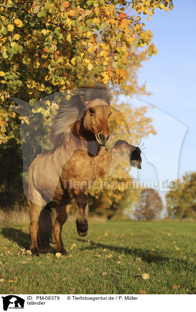 Islnder / Icelandic horse / PM-08379