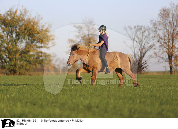 Islnder / Icelandic horse / PM-08425