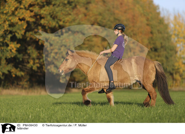 Islnder / Icelandic horse / PM-08430