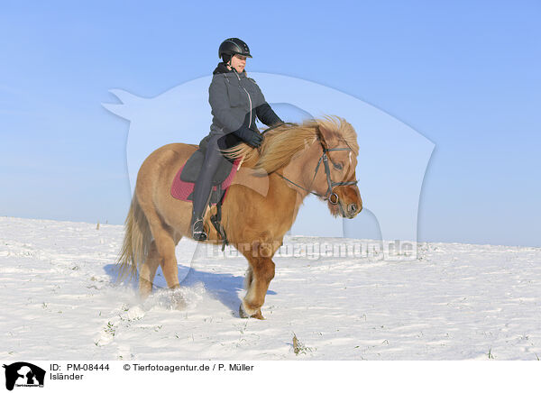 Islnder / Icelandic horse / PM-08444
