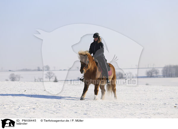 Islnder / Icelandic horse / PM-08445