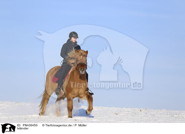 Islnder / Icelandic horse / PM-08450