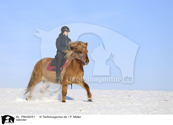Islnder / Icelandic horse / PM-08451