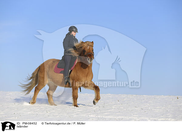 Islnder / Icelandic horse / PM-08452