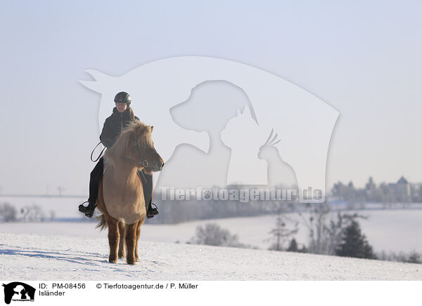 Islnder / Icelandic horse / PM-08456