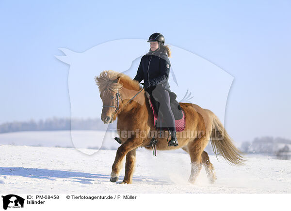 Islnder / Icelandic horse / PM-08458