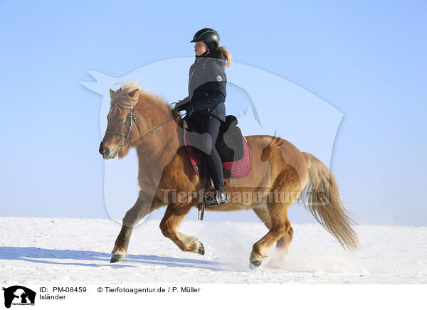 Islnder / Icelandic horse / PM-08459