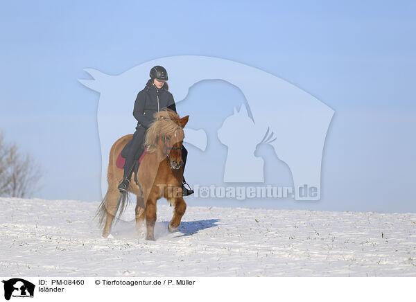 Islnder / Icelandic horse / PM-08460