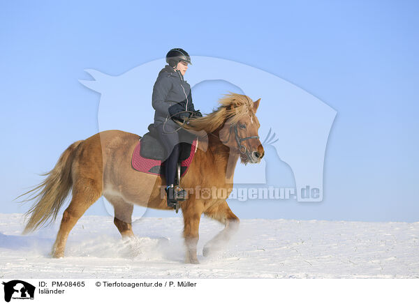 Islnder / Icelandic horse / PM-08465