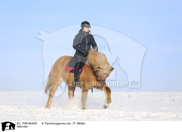 Islnder / Icelandic horse / PM-08468