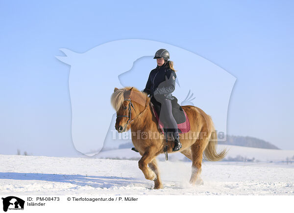 Islnder / Icelandic horse / PM-08473