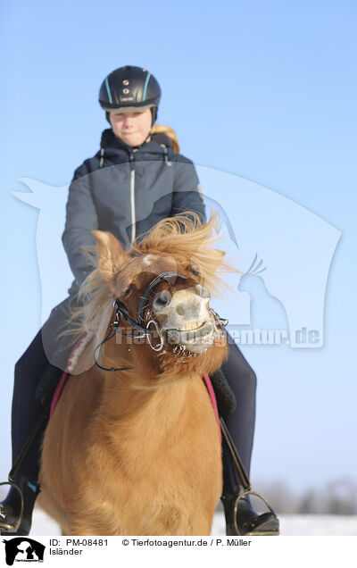 Islnder / Icelandic horse / PM-08481