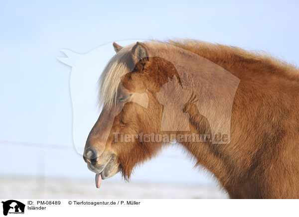Islnder / Icelandic horse / PM-08489
