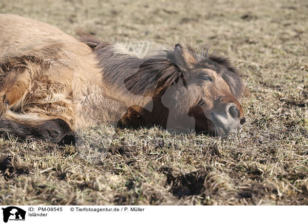 Islnder / Icelandic horse / PM-08545