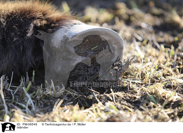 Isl�nder / Icelandic horse / PM-08549