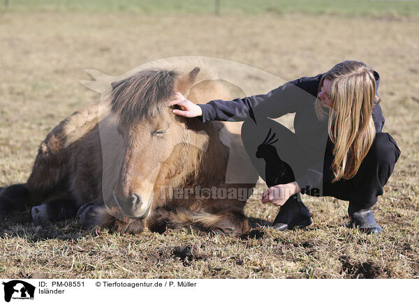 Islnder / Icelandic horse / PM-08551