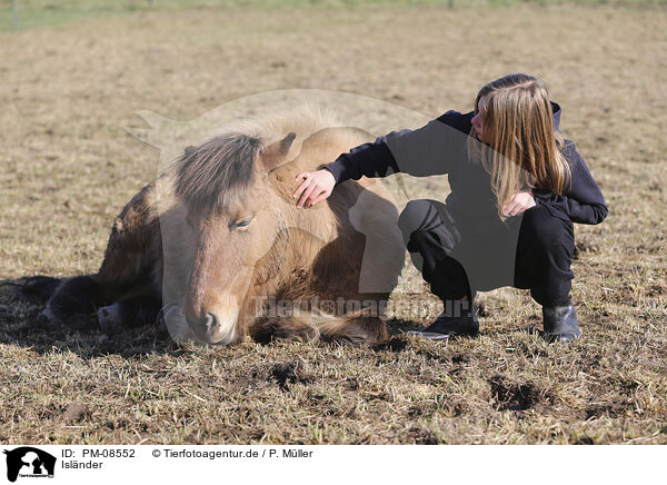 Islnder / Icelandic horse / PM-08552