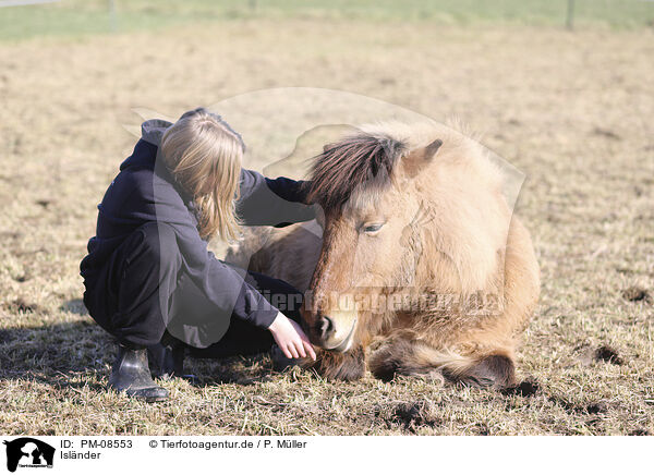 Islnder / Icelandic horse / PM-08553