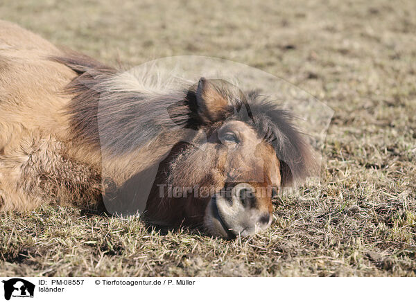 Islnder / Icelandic horse / PM-08557